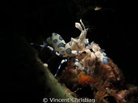 This is Hymenocera Picta a.k.a Harlequin Shrimp. Shoot in... by Vincent Christian 