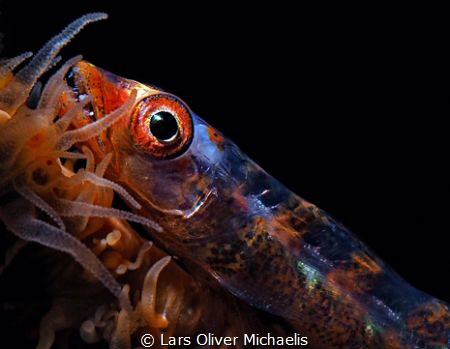 big eye
goby (Bryaniops amplus) on whip coral by Lars Oliver Michaelis 