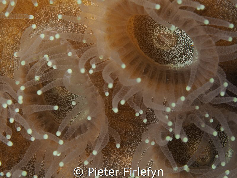 anemone by Pieter Firlefyn 