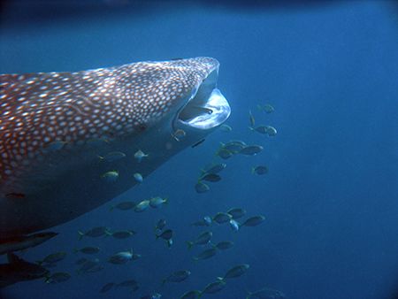 Whale Shark - Ningaloo reef, Western Australia. Olympus 8... by Quentin Long 