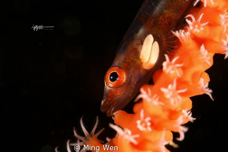 "两粒米"(goby with parasitic)
在一根海鞭上看到这条小鱼，认真观察发现它鳃部长了两粒寄生虫... by Ming Wen 