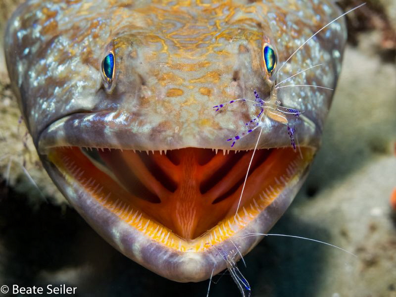 Cleaning time , lizard fish with cleaner shrimp by Beate Seiler 