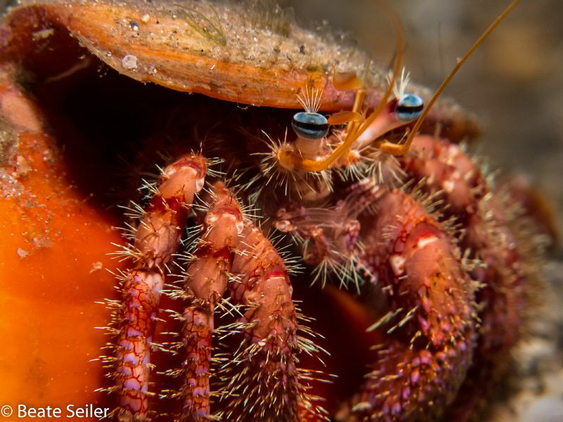 Herman the hermit crab by Beate Seiler 