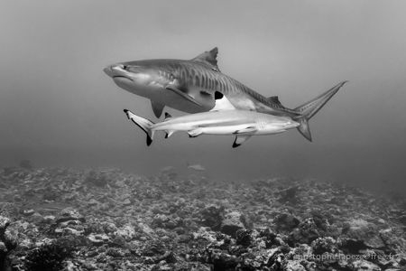 Black tip and Tiger sharks - Tahiti by Christophe Lapeze 