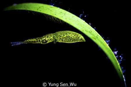 Green
Location :Lembeh Indonesias
Canon 5dsr Canon EF 1... by Yung Sen Wu 