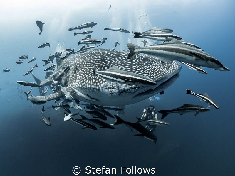 Scarface

Whale Shark - Rhincodon typus

Sail Rock, T... by Stefan Follows 