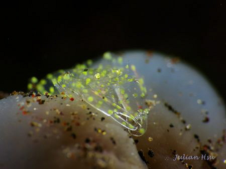 Tunicate Shrimp (Dactylonia sp.)
@Tulamben by Julian Hsu 