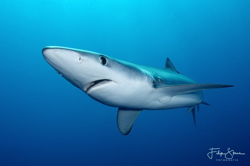 Portret of a Blue shark.Atlantic ocean, South Africa. by Filip Staes 