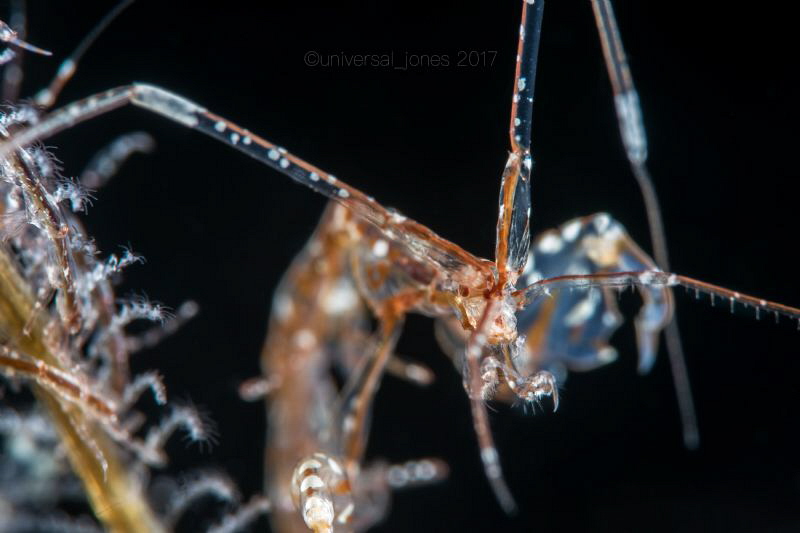 Caprella sp
"Profile Of A Skeleton Shrimp" by Wayne Jones 