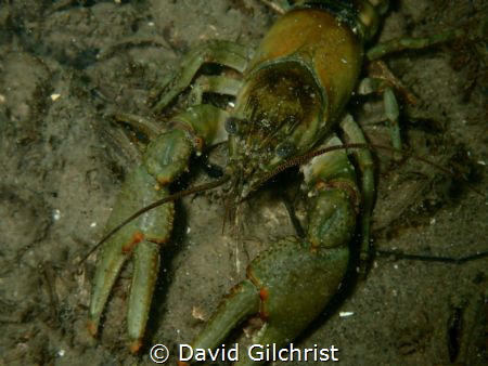 Several crayfish were spotted this afternoon on a dive in... by David Gilchrist 