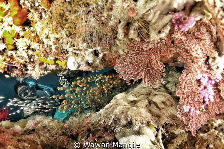 A diver was found Wobbegong Shark by Wawan Mangile 
