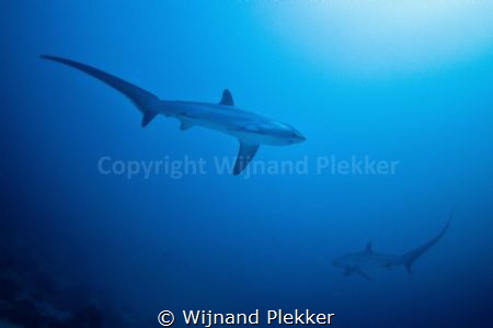 2 Thresher Sharks circling by Wijnand Plekker 