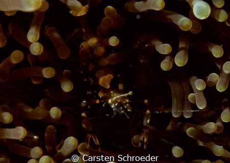 Anemone shrimp by Carsten Schroeder 