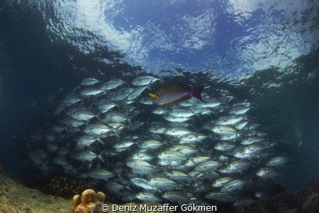 Under the Jack fishes by Deniz Muzaffer Gökmen 