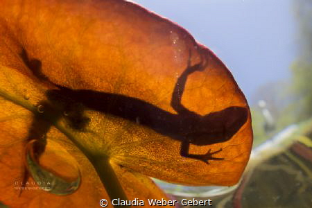 Shadow games.... hiding and hunting....
newt on a waterl... by Claudia Weber-Gebert 
