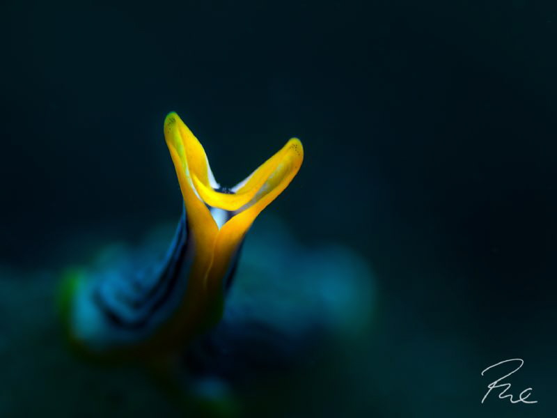 "Poser" flatworm in the spot-light by Philippe Eggert 