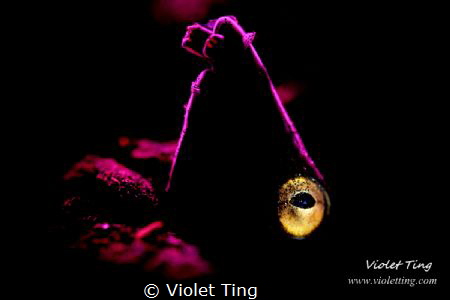 Silhouette of Napoleon snake eel by Violet Ting 