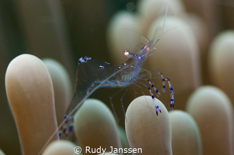 Anemone shrimp by Rudy Janssen 