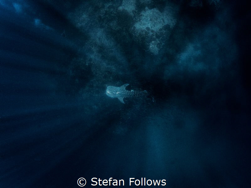 Wandering Star ...

Whale Shark - Rhincodon typus

Sa... by Stefan Follows 