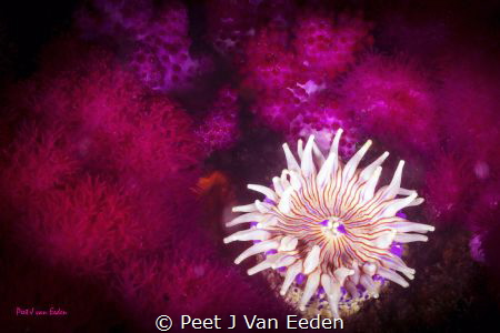 In a purple bed by Peet J Van Eeden 