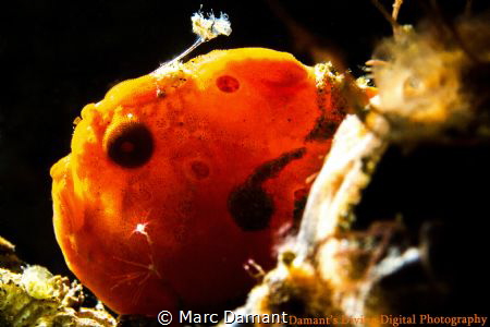 A tiny snooted back lit Frogfish. by Marc Damant 