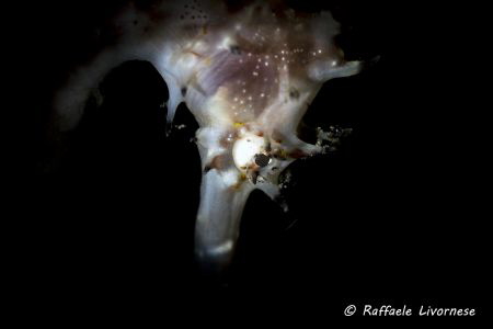Hippocampus histrix with snoot lighting by Raffaele Livornese 