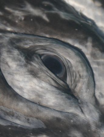 Eye of a Gray Whale.

This was shot in san Ignacio Lago... by James Dorsey 