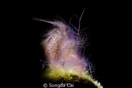 Marble Shrimp 
 Location: Anilao Batangas 
 Camera: Can... by Songda Cai 
