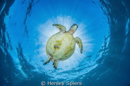 Turtle Belly by Henley Spiers 