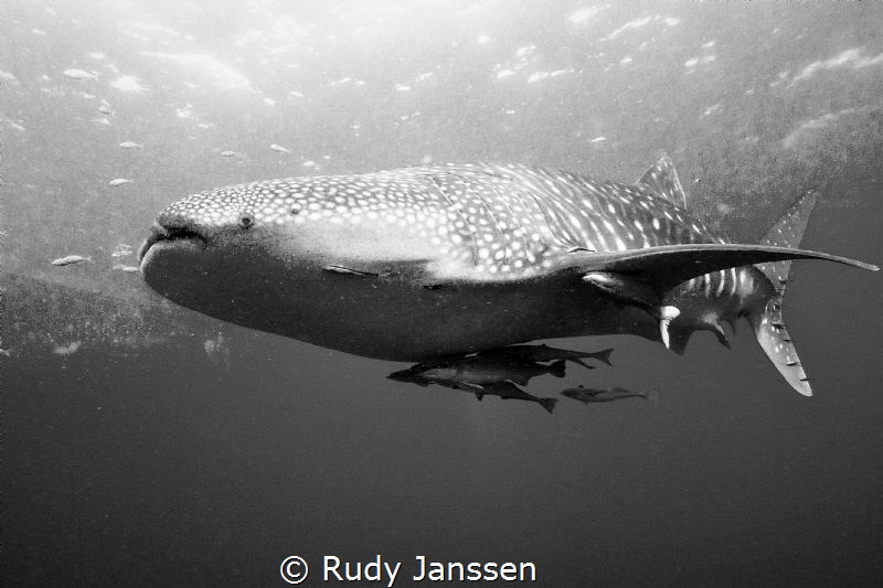 Whaleshark
 by Rudy Janssen 