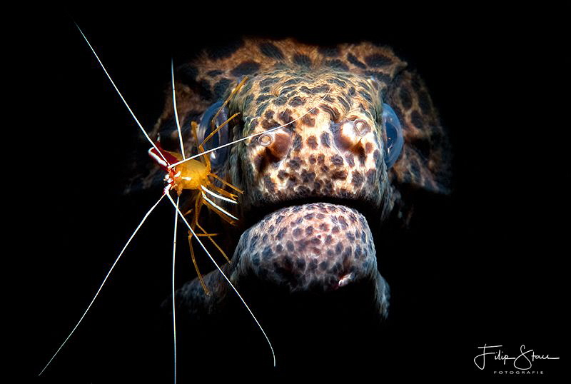 "Best friends", Seraya, Bali. by Filip Staes 