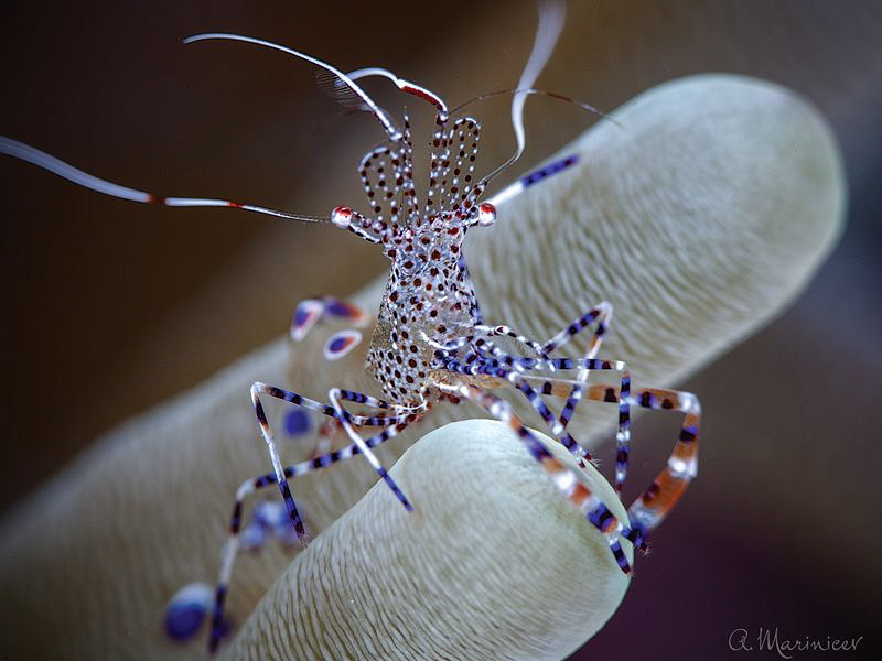 Spotted Cleaner Shrimp (Periclimenes Yucatanicus), Bonaire by Aleksandr Marinicev 