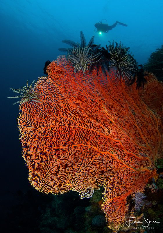 Giant seafan and diver, Bali. by Filip Staes 