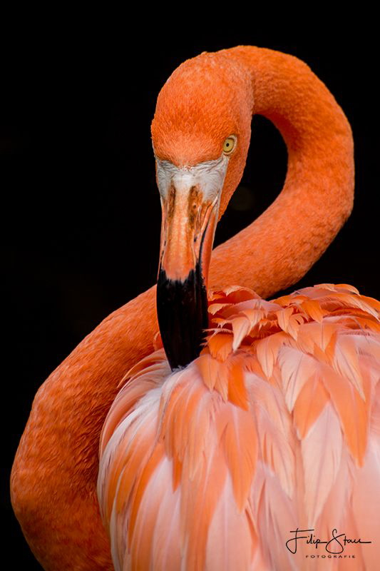 Carribean flamingo also known as the American flamingo (P... by Filip Staes 