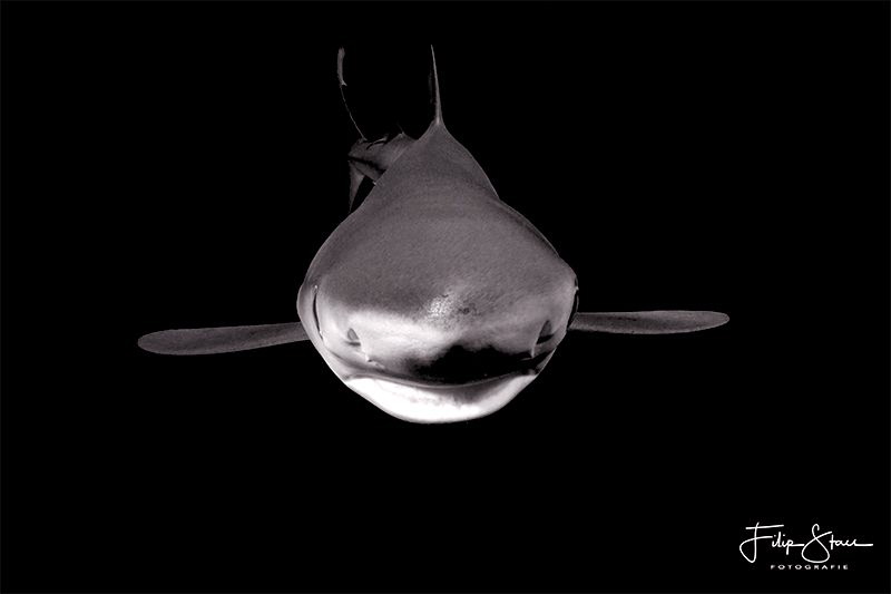 Blue shark in black & white, offshore, Cape town, South A... by Filip Staes 