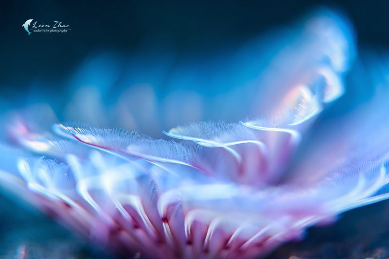 Tube Worm by Leon Zhao 