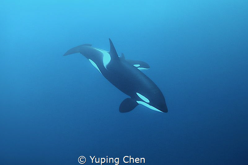Behide my Mom/Orcinus orca/Killer whale/Norway/Canon 5D M... by Yuping Chen 