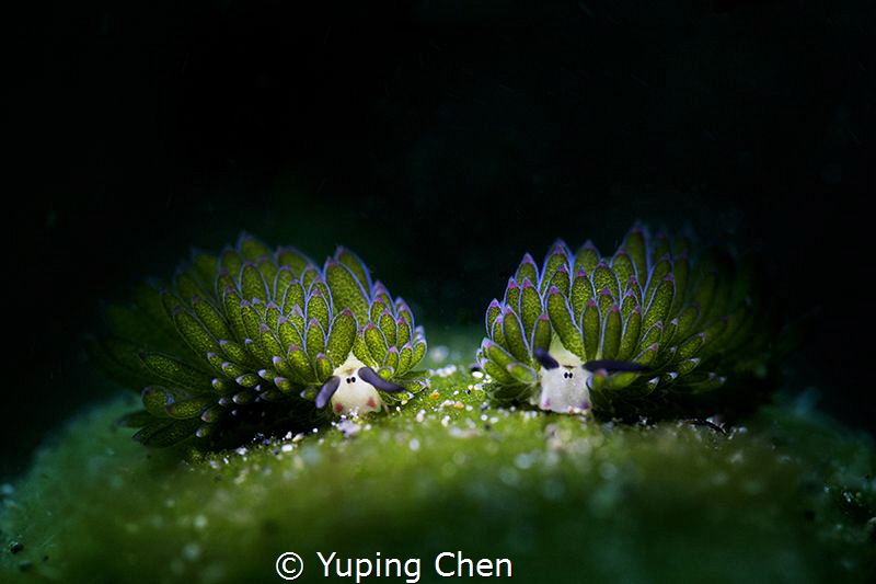 A Cute Couple/Costasiella sp/Lembeh strait, Indonesia, Ca... by Yuping Chen 