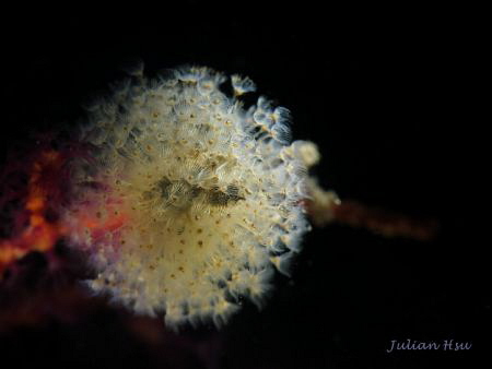 Underwater Dandelion (Entoprocts)
@Keelung, Taiwan by Julian Hsu 