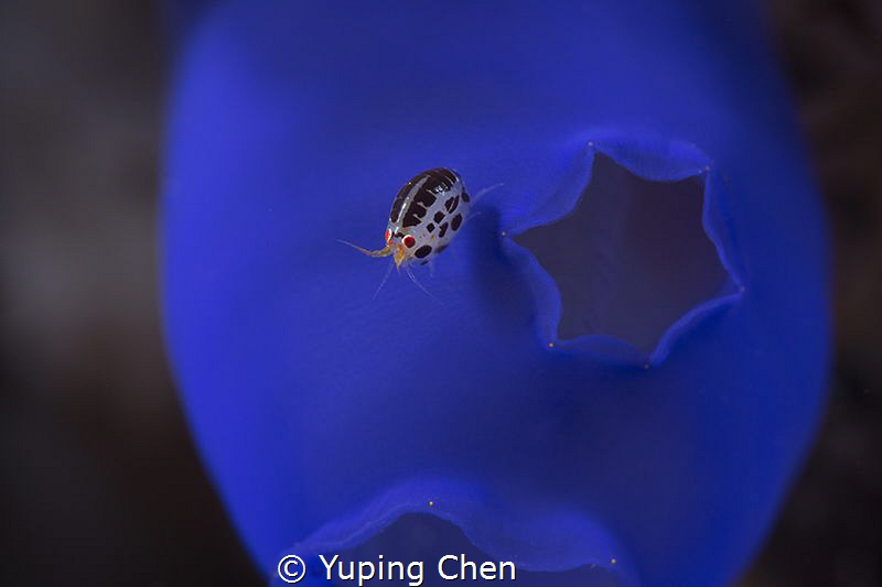 Ladybug/Tulamben,Indonesia, Canon 5D MarkIII, 100mm Lens,... by Yuping Chen 