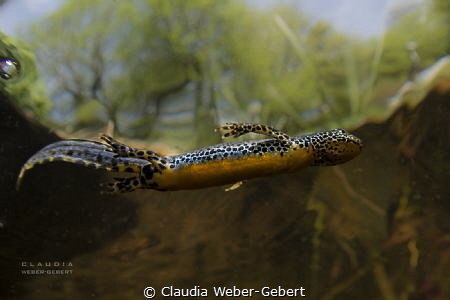 the swimmer ....
mountain newt Ichthyosaura alpestris by Claudia Weber-Gebert 