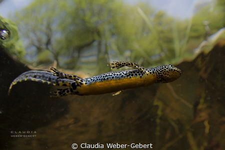 the swimmer ....
mountain newt Ichthyosaura alpestris by Claudia Weber-Gebert 