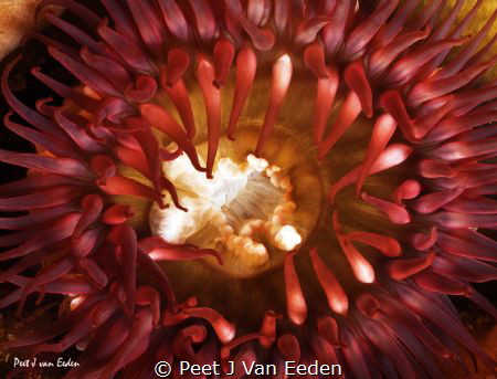 Plum colored sea anemone by Peet J Van Eeden 