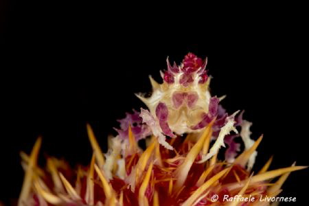candy crab on the soft coral by Raffaele Livornese 