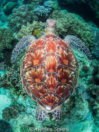 Never a dull moment when a turtle shows up. by Henley Spiers 
