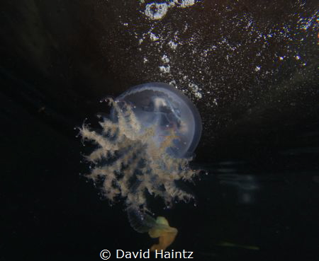 Jellyfish at Mornington Pier on a night dive. by David Haintz 