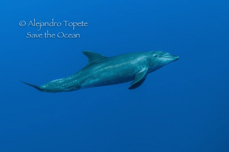 Dolphin encounter, Roca Partida México by Alejandro Topete 