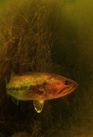 freshwater bass
d70+10.5 and filter by Gregory Grant 