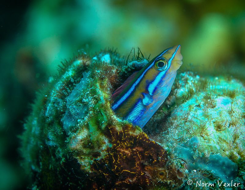 Bluestripped Flagblenny photographed at Palau Pef, Raja A... by Norm Vexler 