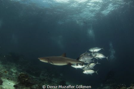 sharks and behinds by Deniz Muzaffer Gökmen 